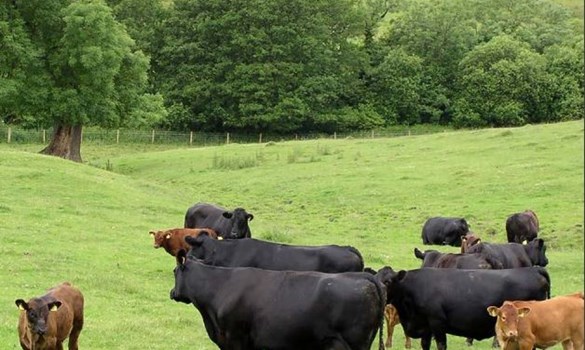 a herd of cattle in a field